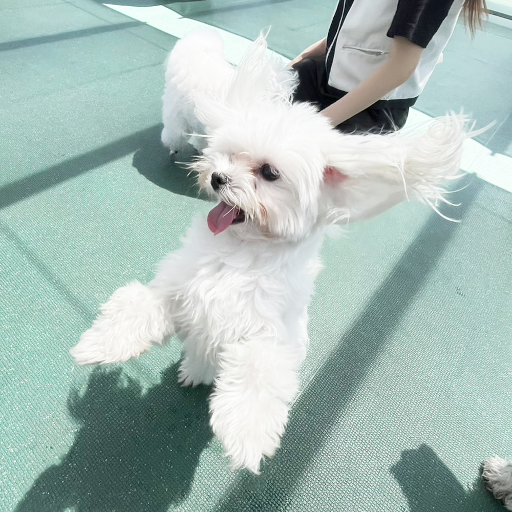 生徒が撮影したモデル犬写真♪①